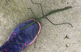 Maleisië 2019